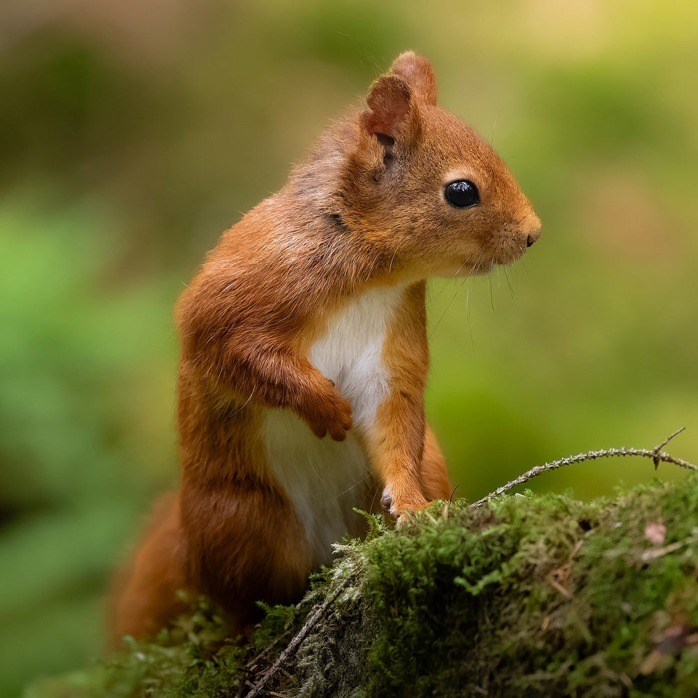 Geschenk-Gutschein Squirrel
