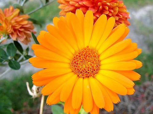 Bio Seife - Sonnengruß mit Sanddorn und Ringelblume