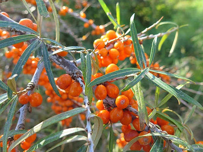 Bio Seife - Sonnengruß mit Sanddorn und Ringelblume