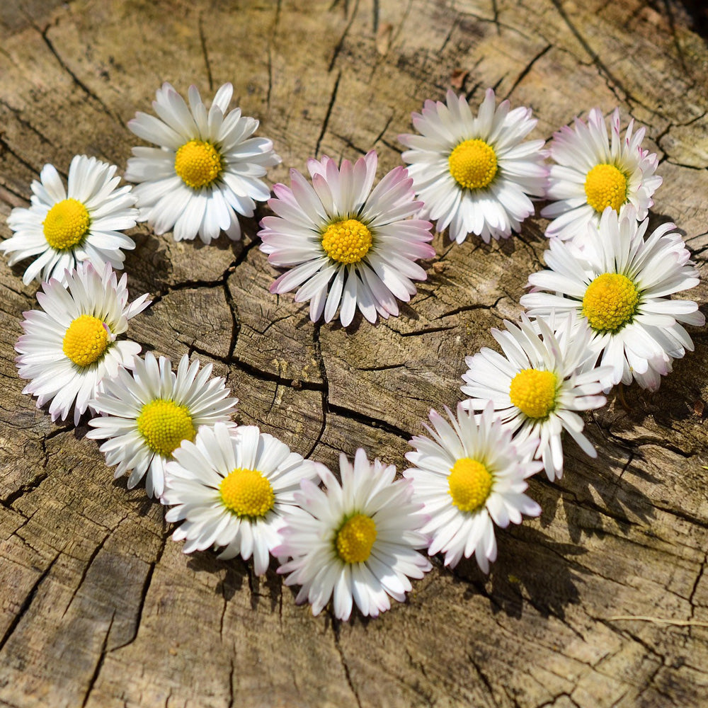 Geschenk-Gutschein Gänseblümchen