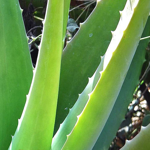 Bio-Haarseife Turje mit Aloe Vera