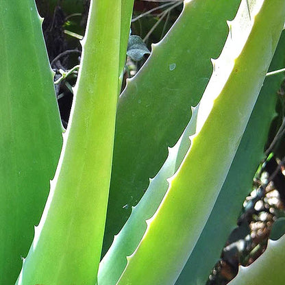Bio-Haarseife Turje mit Aloe Vera